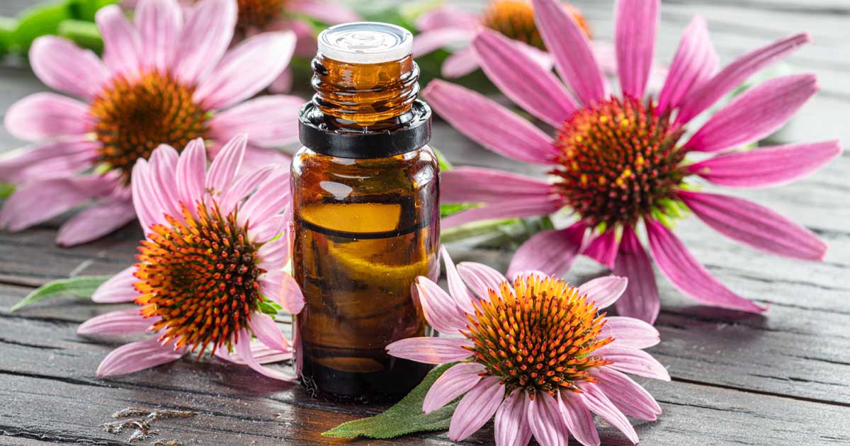 echinacea